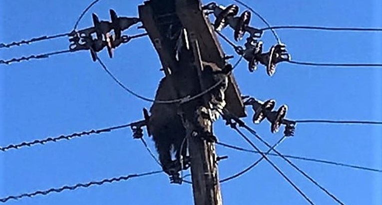 Medo se zaglavio na stupu dalekovoda, uspjeli ga spasiti od udara struje