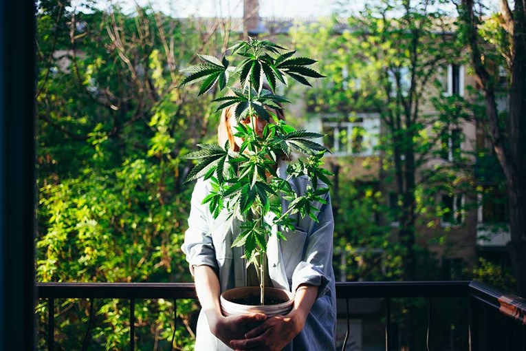 Luksemburg legalizira marihuanu, građani će je smjeti uzgajati kod kuće