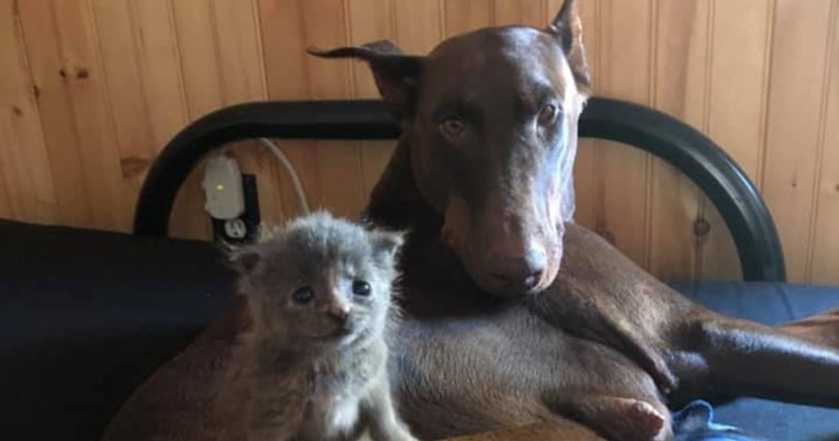 FOTO Preslatko! Ženka dobermana othranila mačića, on se sada druži s njenim štencima