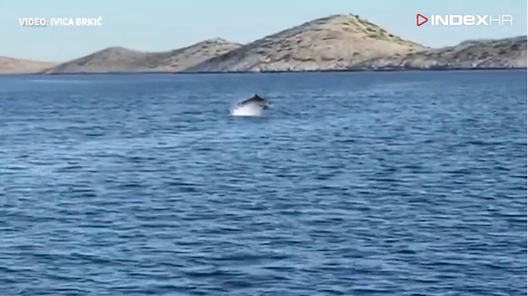 VIDEO Jato zaigranih dupina snimljeno kod Kornata, ovaj skok morate vidjeti