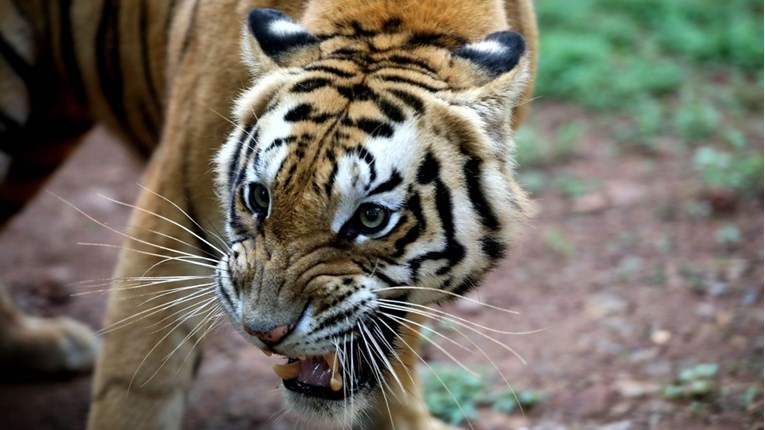 Tigar u Indiji u dvije godine ubio osmero ljudi, traje lov na njega