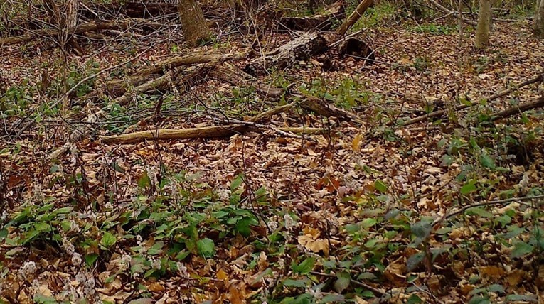 Na ovoj fotografiji nalazi se ris, možete li ga pronaći?