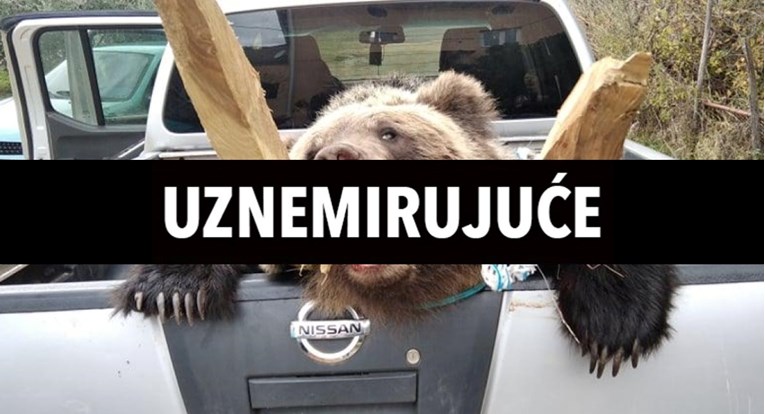 FOTO Na Krku mrtvog medvjeda vozili u otvorenom prtljažniku