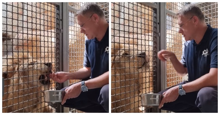 Ravnatelju zagrebačkog ZOO-a lav jeo iz ruke, pogledajte snimku