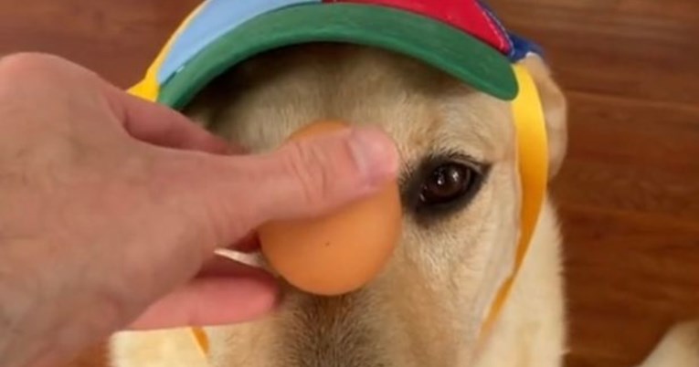 Labrador pokazao nevjerojatnu vještinu i osvojio milijune simpatija