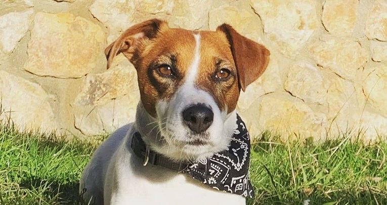 Ovih 5 pasmina ne preporučuje se obiteljima s malom djecom