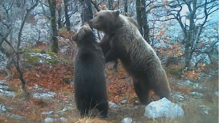 Medvjedi u NP Paklenica ne spavaju zimskim snom, ljudi se šale: I njih brinu potresi