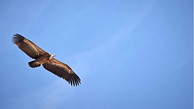 Polovici ptica grabljivica iz sjeverne Afrike prijeti izumiranje