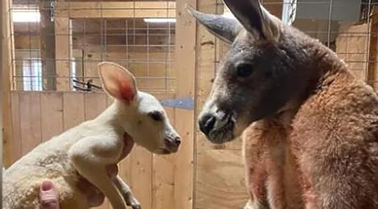 U zoološkom vrtu rođen nevjerojatno rijedak primjerak bijelog klokana