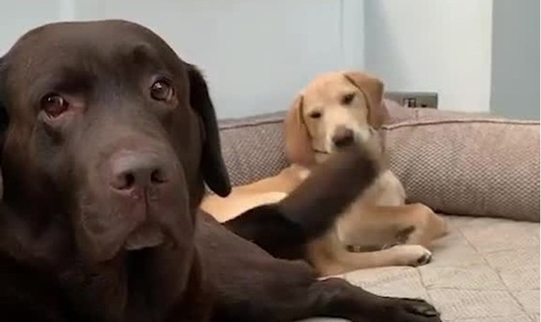 Jedan labrador nesvjesno drugog udarao repom, snimka je postala hit
