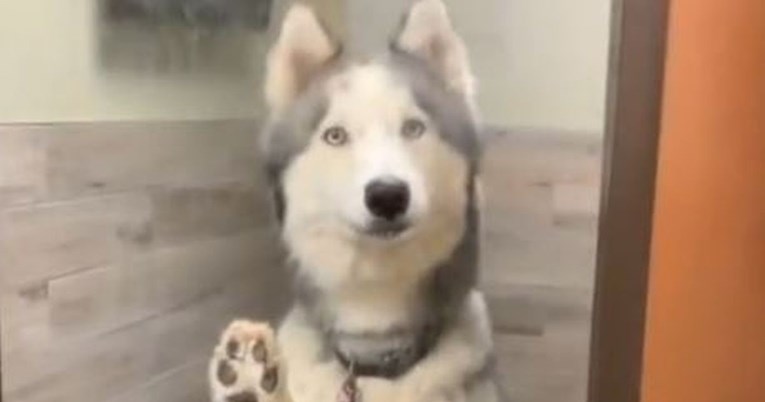 Nakon tjedan dana odmora došla po haskija u vrtić, njegova reakcija sve joj je rekla