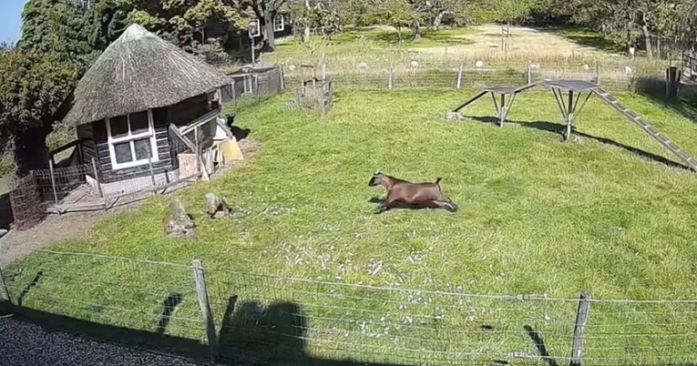 Jastreb uletio na farmu i napao kokoš, spasili je hrabri pijetao i koza