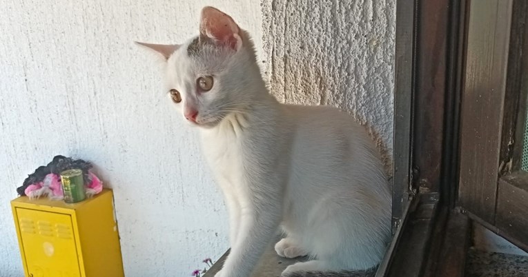 Ova razigrana mačka Pika sama je ušetala u prostorije azila, treba joj stalni dom