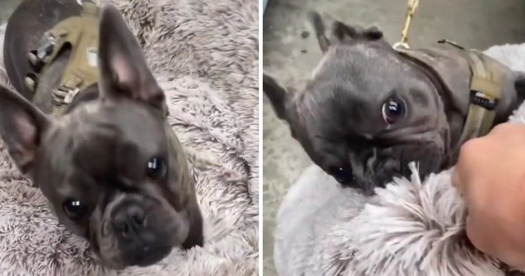 Video francuskog buldoga koji se u dućanu naljutio na vlasnicu postao je hit