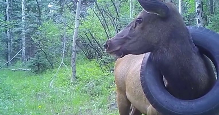 Losu je konačno uklonjena guma koju je dvije godine imao oko vrata