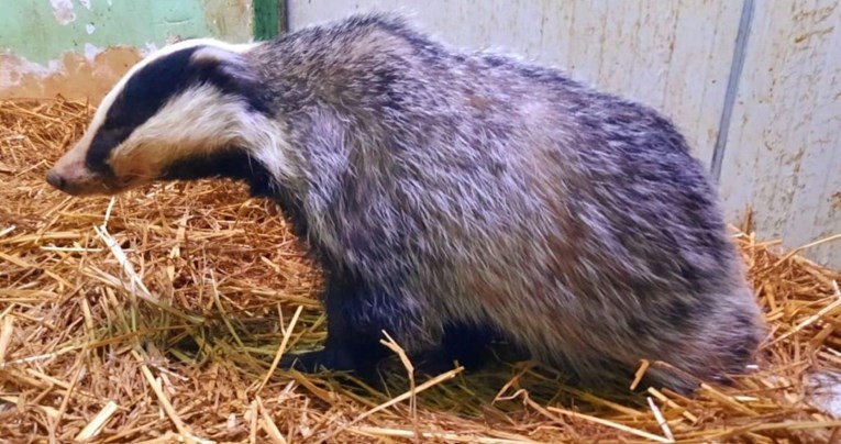 Ženka jazavca iz Markuševca oporavlja se u ZOO-u Zagreb