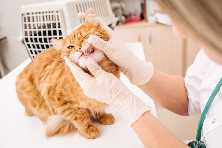 8 dentalnih problema kod mačaka na koje trebate obratiti pažnju