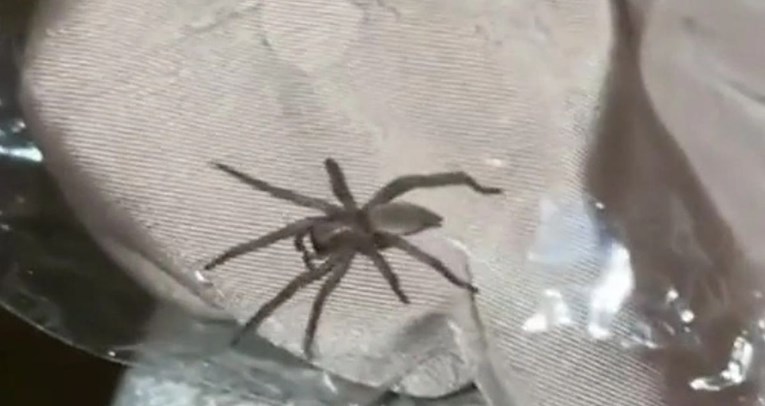 Šokirala se kad je vidjela što gmiže u vrećici s odjećom koju je naručila s interneta