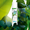 Snaga biljaka u novoj liniji Dove Powered by Plants