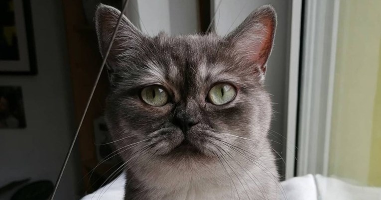 Ovu mačku nitko nije htio udomiti, ali jedna žena promijenila joj je život