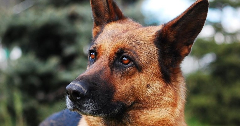 12 činjenica o njemačkom ovčaru koje možda niste znali