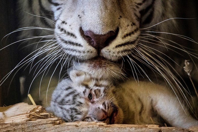 Pakistanski ZOO: Dva mlada bijela tigrića vjerojatno su uginula od covida-19