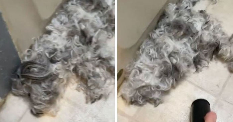 Video iz kojeg se čini da vlasnica usisava psa zbunio ljude: Skoro me srce izdalo