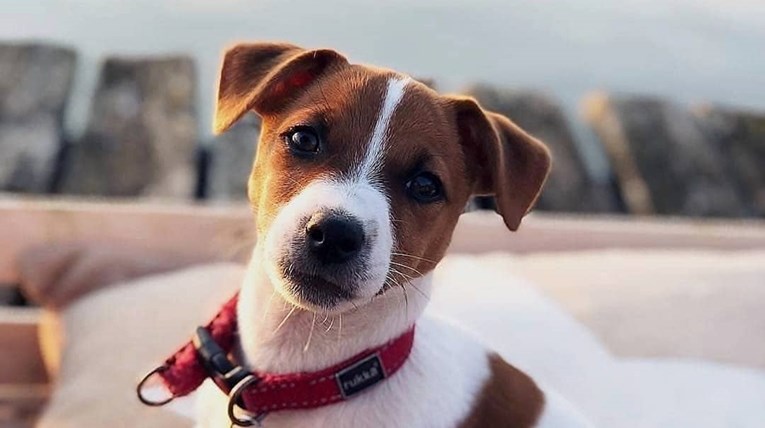 Jack Russell terijer, živahna pasmina koja će vam osvojiti srce