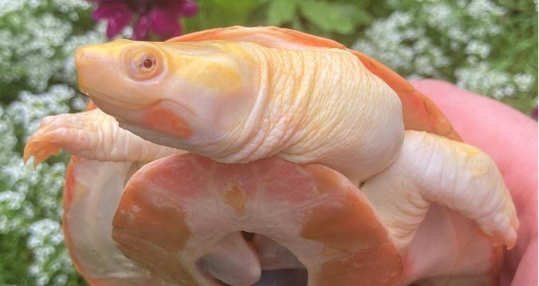 Neobične albino kornjače postaju sve popularniji kućni ljubimci