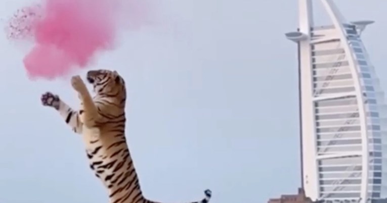 Par za otkrivanje spola bebe angažirao tigra pa razbjesnio javnost