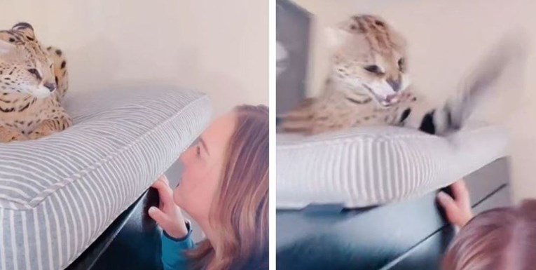 Vlasnica mjauknula na svoju mačku pa zažalila, odmah će vam biti jasno zašto