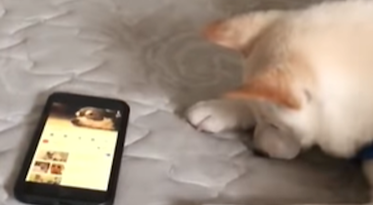 Čuo je cvilež psa na mobitelu pa učinio nešto predivno za prijatelja u nevolji