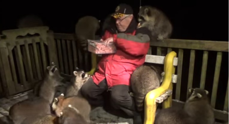 Muškarac svaku večer rakune hrani hrenovkama, snimka je postala viralna