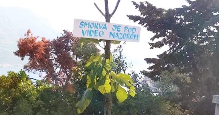 Natpis na smokvi s Korčule nasmijao Fejs, ljudi se šale: Na vrijeme je shvatio