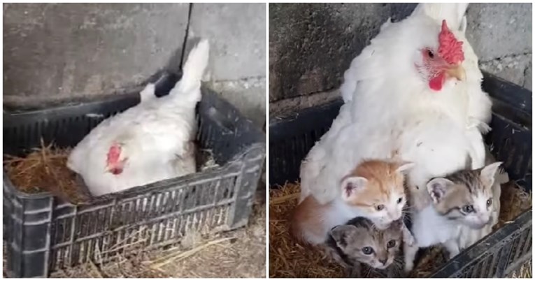 VIDEO Ova kokoš udomila je tri mačića. Pogledajte kako se brine za njih