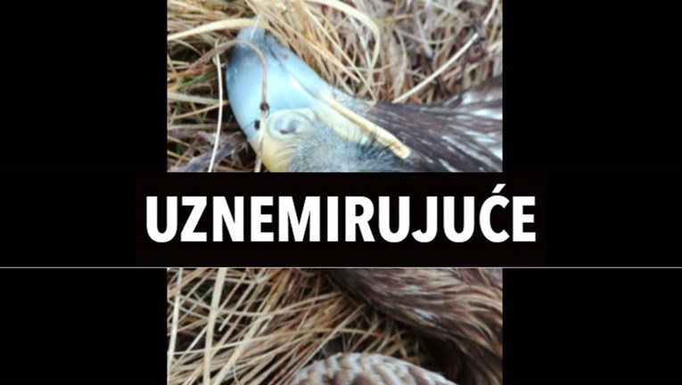 FOTO Netko je kod nas otrovao ugroženog orla. Saznali smo zašto