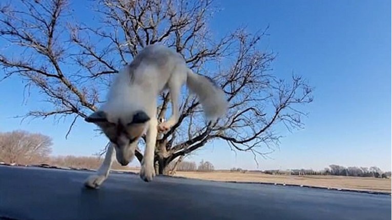 Mala lisica pronašla je trampolin, snimka je preslatka