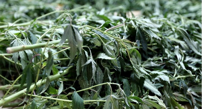 New York legalizira rekreacijsku uporabu marihuane