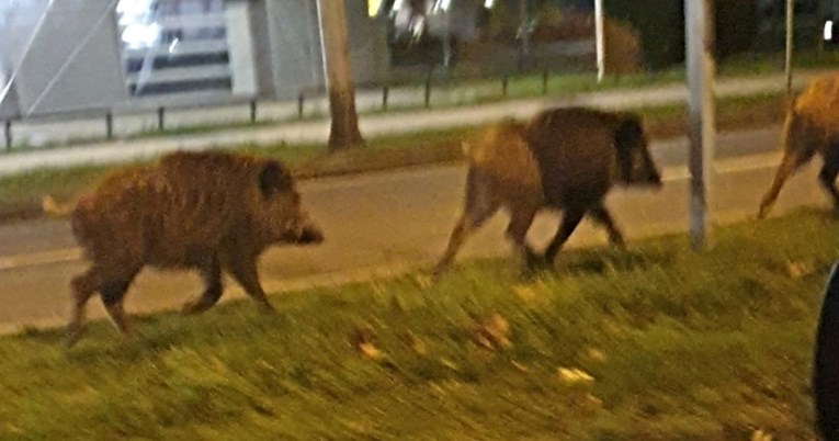 Zagrepčani zabrinuti zbog životinja koje šetaju gradom: "Znaju biti jako agresivne"