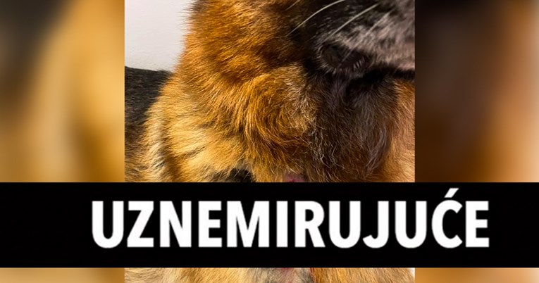 Rano jutros u zagrebačkom Maksimiru dvije divlje svinje napale njemačkog ovčara