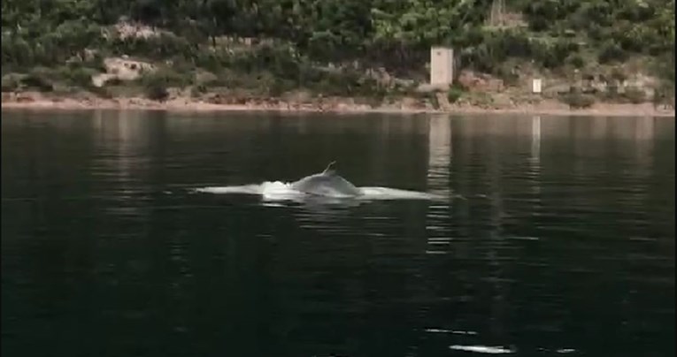 Naš čitatelj snimio igru dupina kod Krka: "Bilo ih je desetak, nisu se bojali"