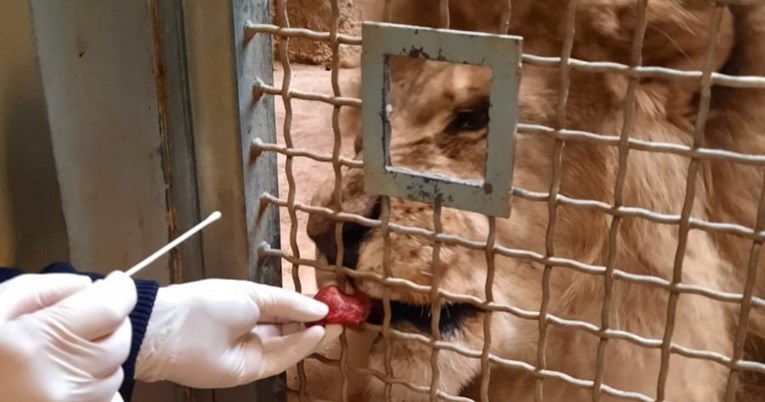 Ravnatelj zagrebačkog zoološkog vrta objasnio kako su testirali lavove na koronu