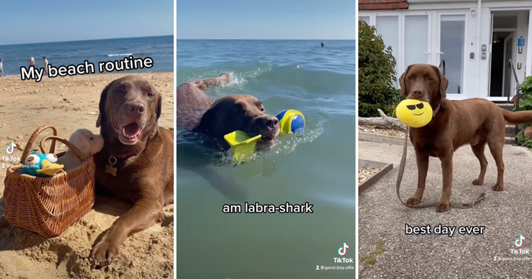 Simpatični labrador otišao na plažu pa pokazao što sve ondje radi