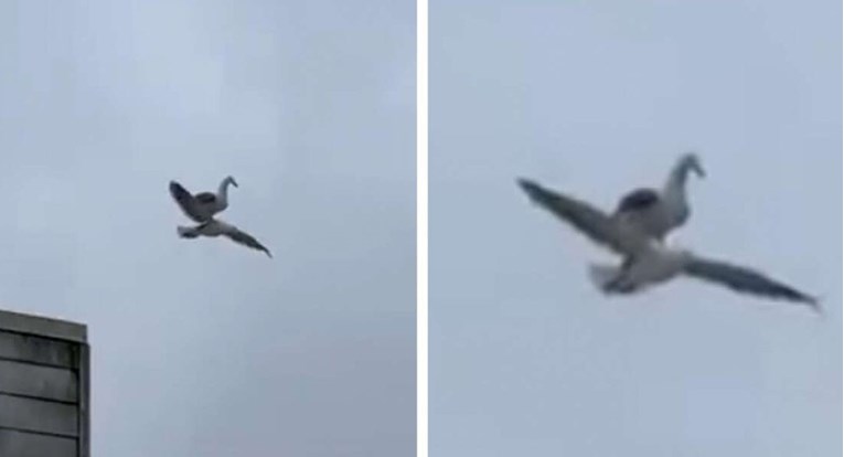 Kamera snimila galeba kako leti na leđima drugog galeba, video je hit