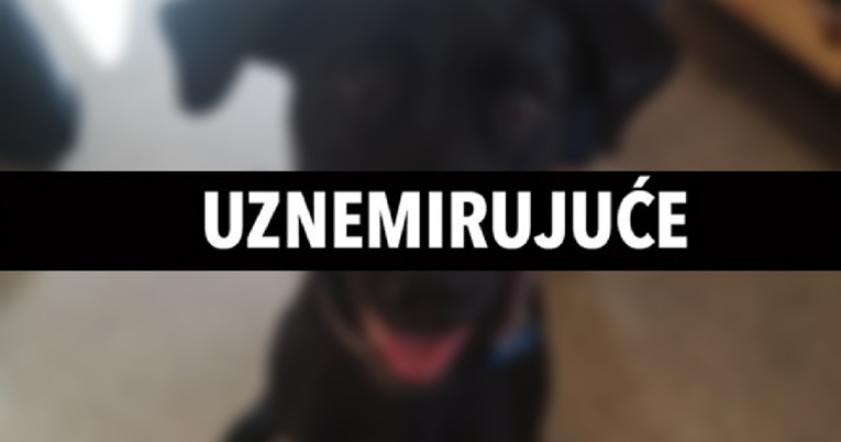Pas izrezao jezik na dva dijela gumenom igračkom