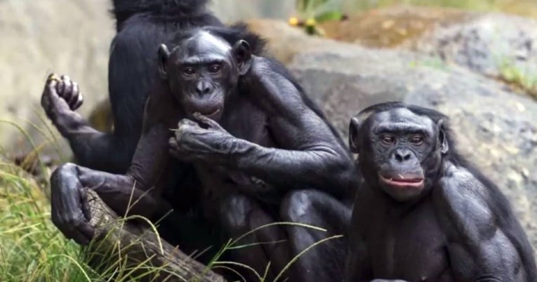 Zoološki vrt u Americi cijepio devet majmuna protiv korone, ušli su u povijest