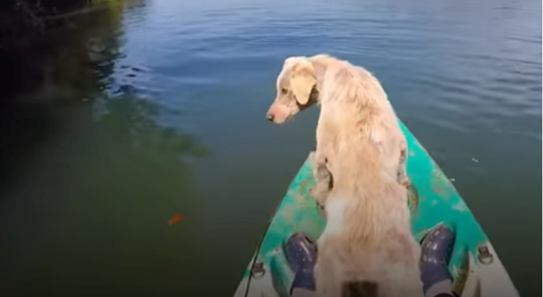 Pas dugo živio na pustom otoku, evo kako zahvaljuje čovjeku koji ga je spasio