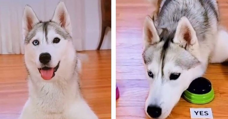 Upitali haskicu misli li da je kraljica drame, odgovor je hit