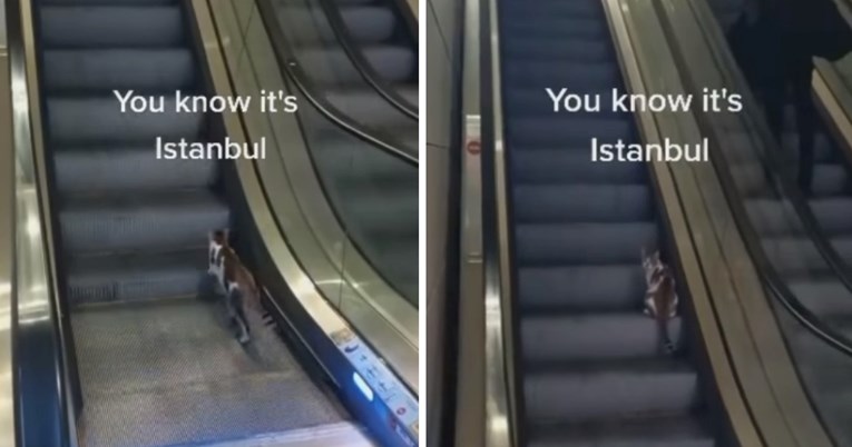 VIDEO Mačka se pokušala popeti pokretnim stepenicama, ali u suprotnom smjeru