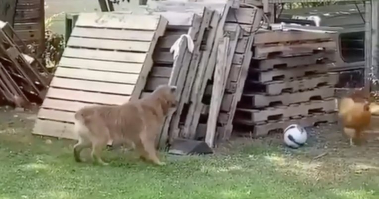 Pas i kokoš igraju lovice, snimka je genijalna